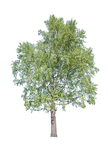 Old green birch tree on white — Stock Photo, Image