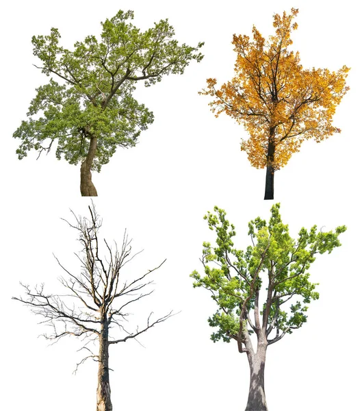 隔離された4つの季節性のオーク — ストック写真