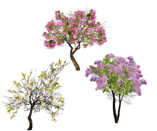 Uppsättning av tre blommande träd isolerade pÃ ¥vit — Stockfoto