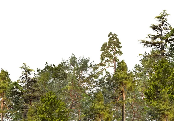 Madera verde de árboles de coníferas aislados en blanco —  Fotos de Stock