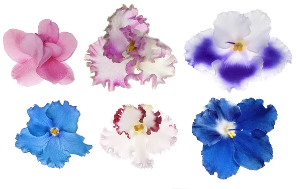 Grupo de seis flores violetas sobre blanco — Foto de Stock