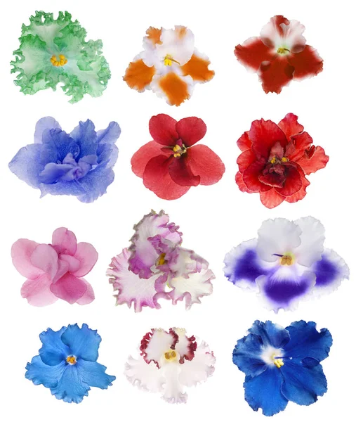 Group of twelve violet flowers on white — Stock Photo, Image