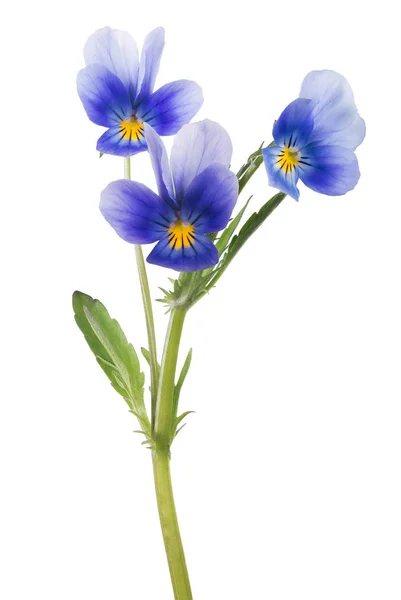 Tre pansy fioriture blu su gambo verde — Foto Stock