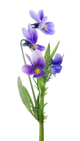 Four isolated pansy lilac blooms on stem — Stock Photo, Image