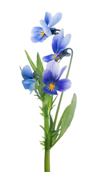 Four isolated pansy blue blooms on stem — Stock Photo, Image