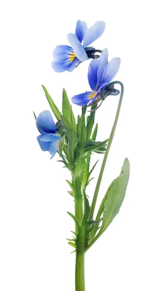 Three isolated pansy blue blooms on stem — Stock Photo, Image