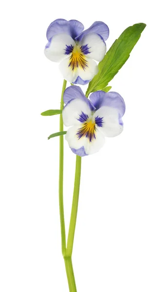 Two pansy white and lilac bloom on stem — Stock Photo, Image