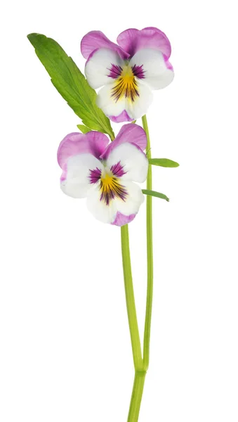 Dois pansy branco e rosa florescem na haste — Fotografia de Stock