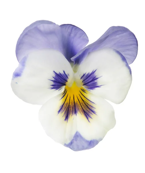 Lilac and white isolated pansy bloom — Stock Photo, Image