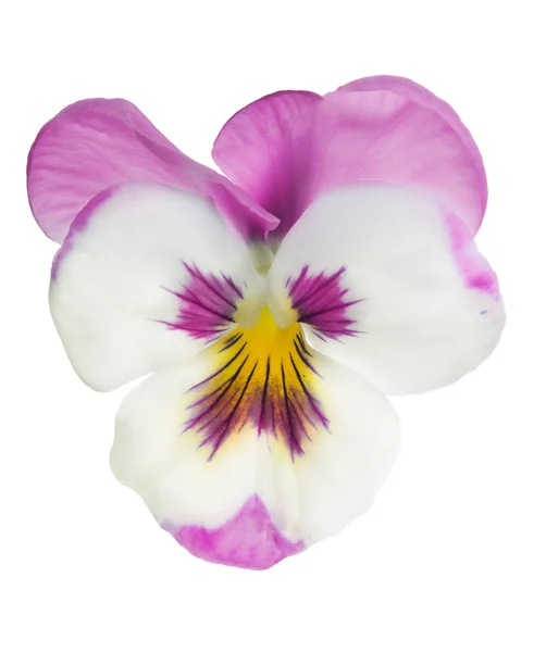 Pink and white isolated pansy bloom — Stock Photo, Image