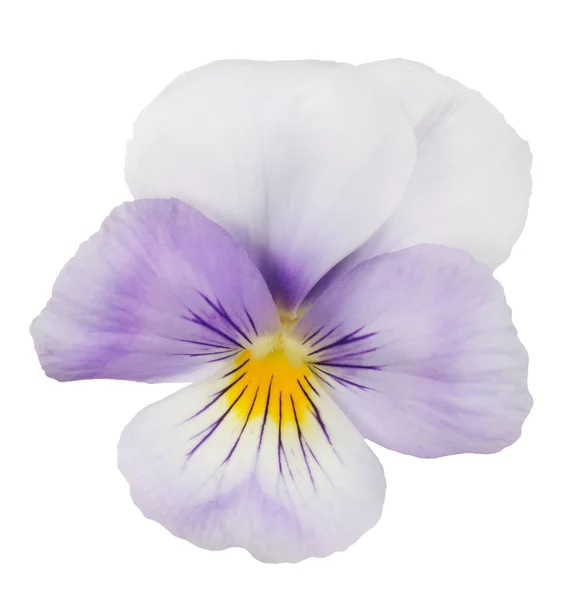 Lumière lilas pansy bloom sur blanc — Photo