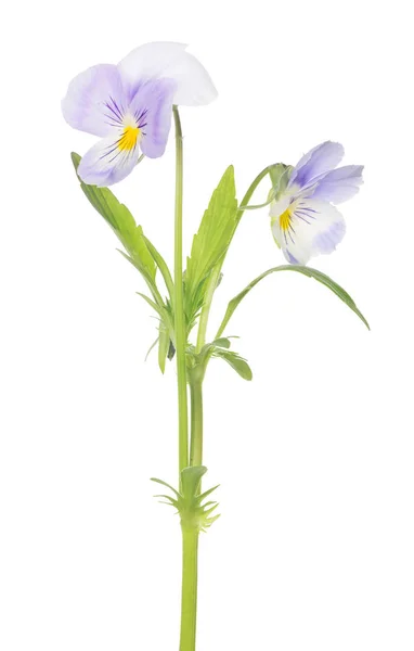 Dos pansy luz violeta florece en tallo — Foto de Stock