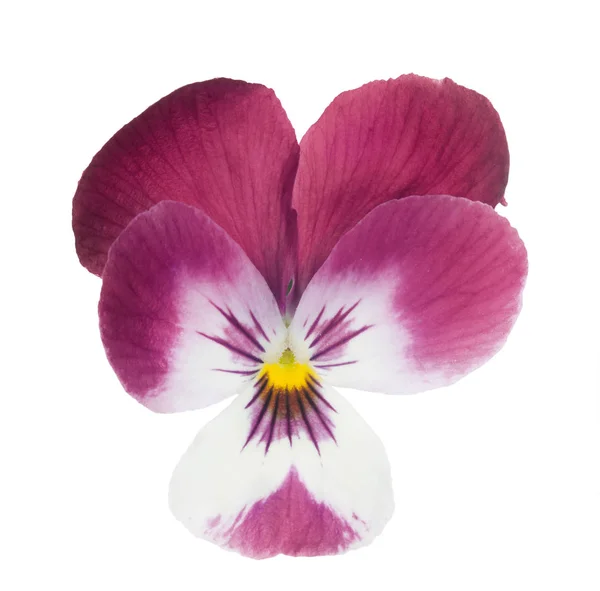 Isolated pink and white pansy bloom — Stock Photo, Image