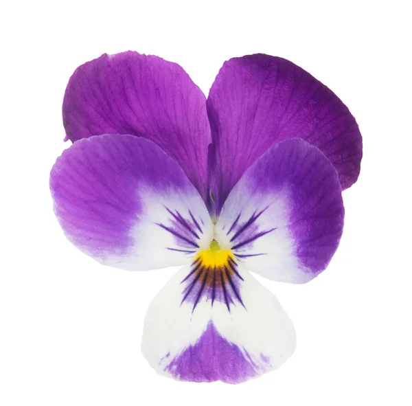Isolated purple and white pansy bloom — Stock Photo, Image