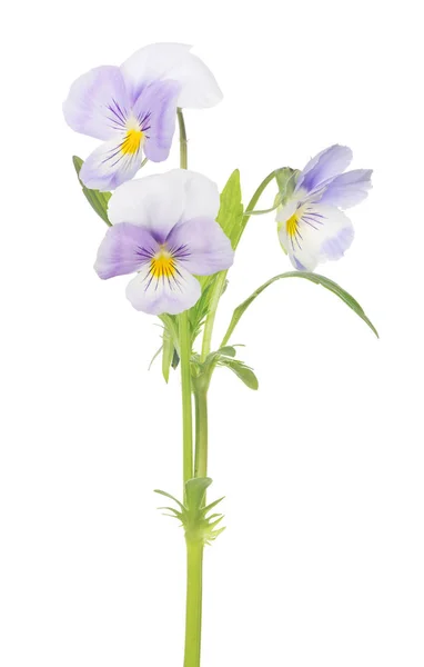 Three pansy light violet blooms on stem — Stock Photo, Image