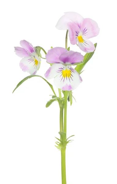 Three pansy light pink blooms on stem — Stock Photo, Image