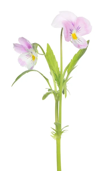 Two pansy light pink blooms on stem — Stock Photo, Image