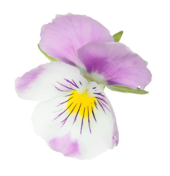 Pansy isolated whie and pink bloom — Stock Photo, Image