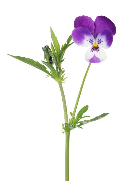 One pansy white and purple bloom on stem — Stock Photo, Image