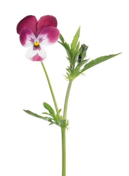 Pansy white and dark red bloom on stem — Stock Photo, Image