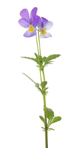 Two small pansy violet blooms on stem — Stock Photo, Image