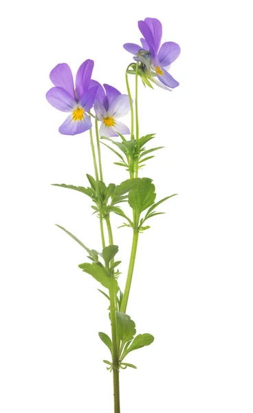 Four small pansy violet blooms on stem — Stock Photo, Image