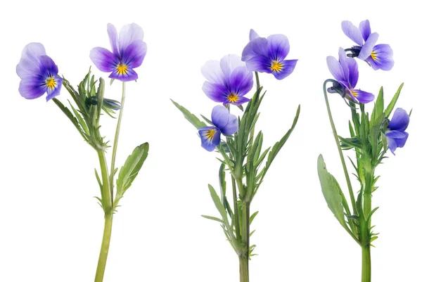 Flieder Stiefmütterchen Blumen Kollektion isoliert auf weiß — Stockfoto