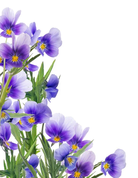 Corner from lilac pansy flowers on white — Stock Photo, Image