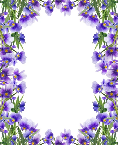 Frame from lilac pansy flowers on white — Stock Photo, Image