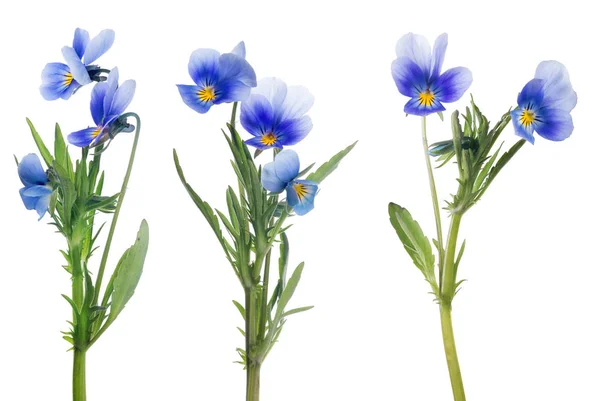 Coleção de flores azul pansy isolado no branco — Fotografia de Stock
