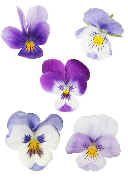 Conjunto de cinco flores de pansy aisladas —  Fotos de Stock