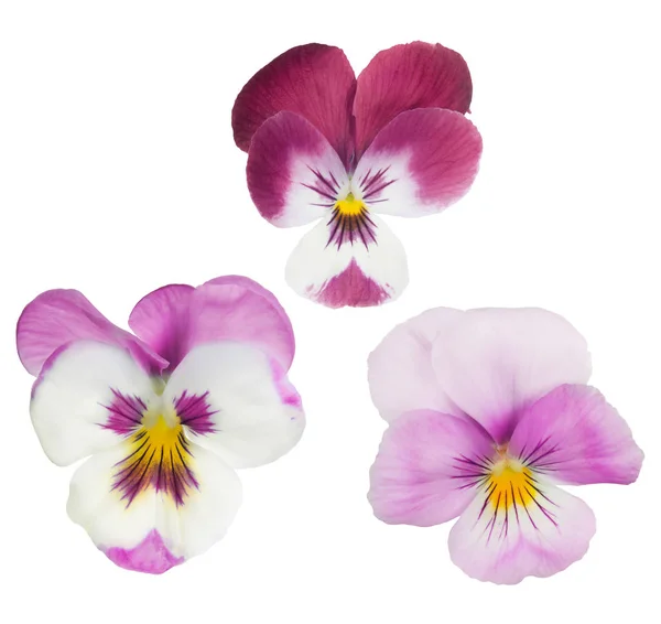 Grupp av tre pansy isolerade blommor — Stockfoto