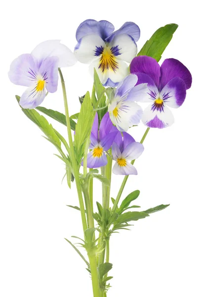 Isolado grupo de pansy branco e lilás flores — Fotografia de Stock