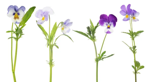 Four pansy flowers set isolated on white — Stock Photo, Image
