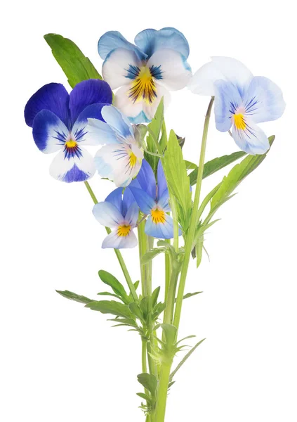 Isolado grupo de pansy branco e azul flores — Fotografia de Stock