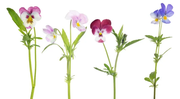 Pansy four flowers set isolated on white — Stock Photo, Image