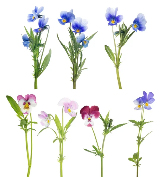 Pansy seven flowers set isolated on white — Stock Photo, Image