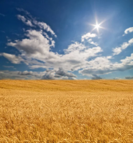 Large gold wheat field under sun — Stock Photo, Image