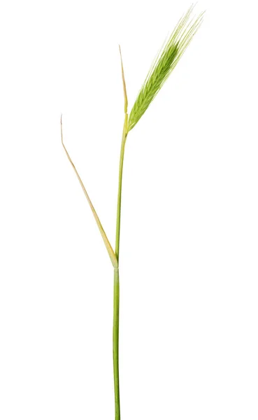 Único ouvido verde de cevada no branco — Fotografia de Stock