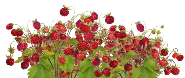 Grote groep geïsoleerde rode wilde aardbeien — Stockfoto