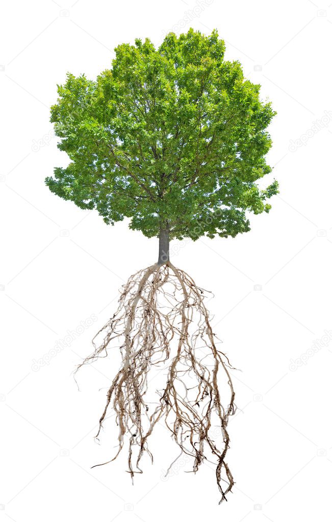 summer green oak tree and root