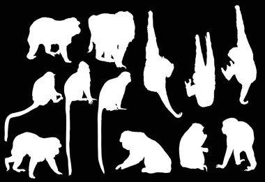 12 beyaz maymun silueti