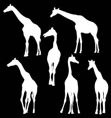 Altı zürafa silueti izole edilmiş.