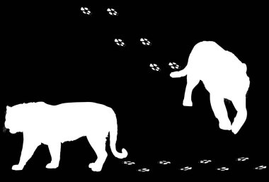 İki kaplan beyaz siluet ve izler