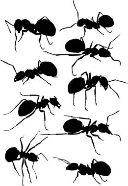 izole edilmiş dokuz siyah karınca silueti