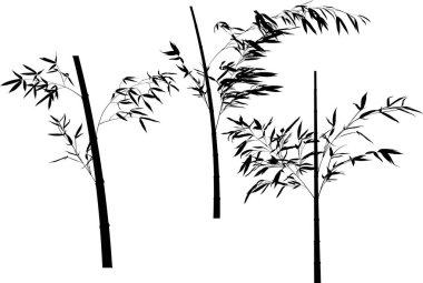 Bambu koleksiyonu. Üç siyah dal çizimi.