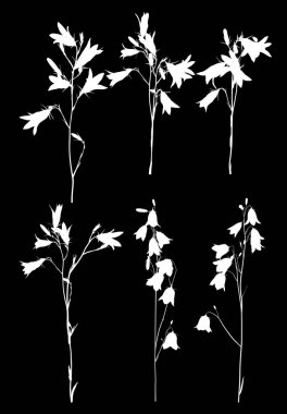 Siyah üzerine altı beyaz campanula çiçeği