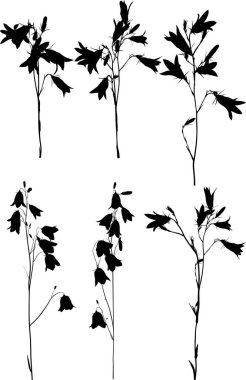 Beyaz üzerine altı siyah campanula çiçeği