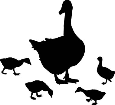 Yeni doğan yavru beyaz kazın yanında ötüyor.