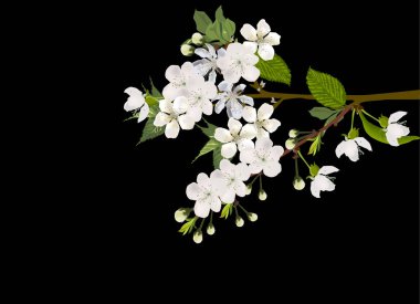 Beyaz bahar yemyeşil dalları siyah üzerine çiçek açıyor